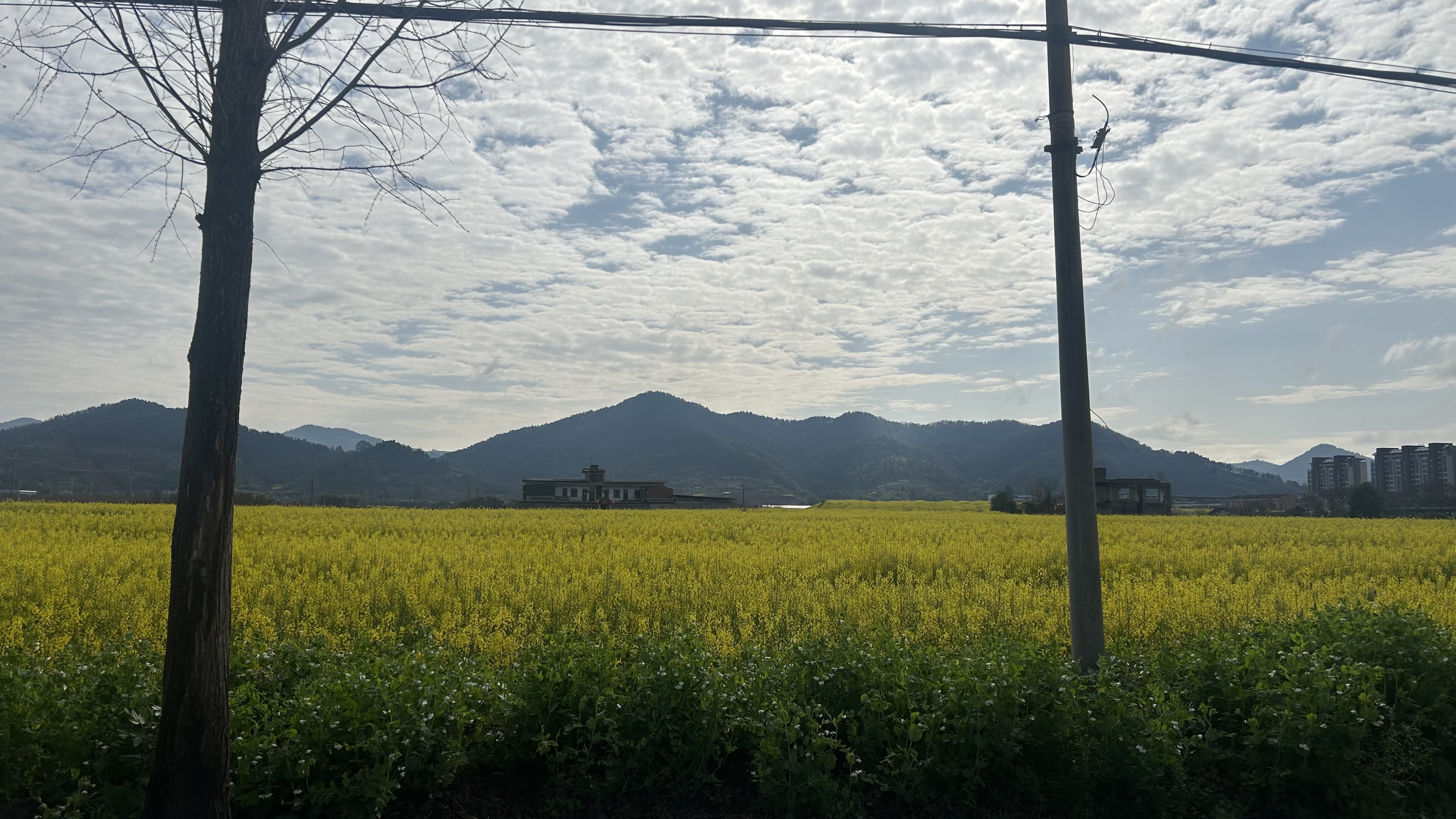 IMG_0210.jpeg